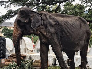 Viral, Potret Miris Gajah Kelaparan Bertubuh Sangat Kurus Ditutupi Kostum