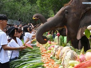 Hari Gajah Sedunia, Gajah di China Pesta 3 Ton Buah