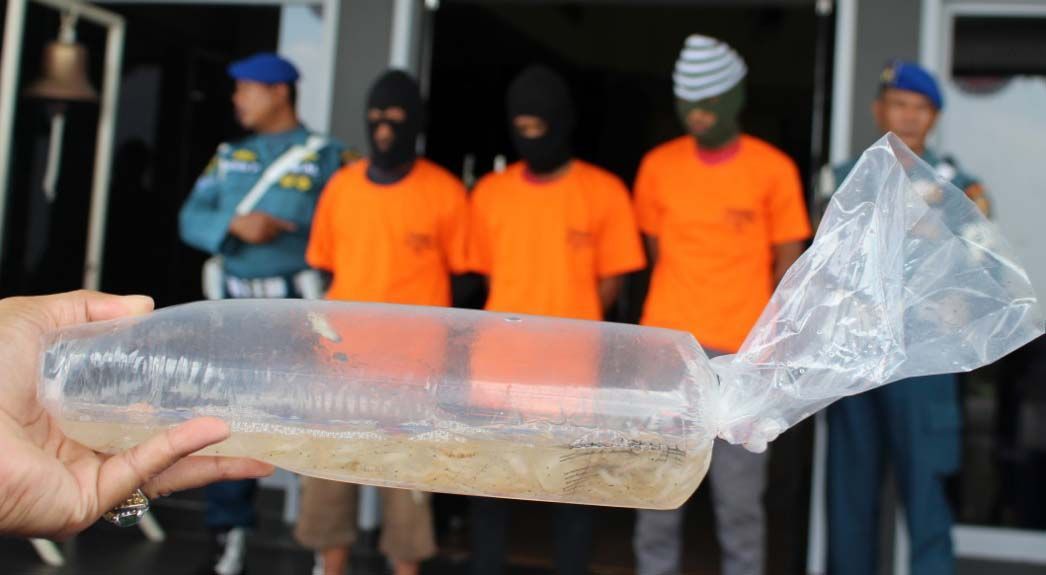 Penyelundupan 91.630 benih lobster (BL) berhasil digagalkan. Benih lobster ini akan diselundupkan ke Singapura.