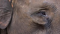 Seekor Gajah Sumatera (elephas maximus sumatranus) terlihat menangis di Taman Nasional Tesso Nilo, Provinsi Riau.