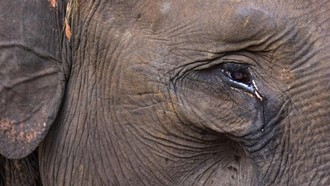 Mereka yang Bersuara #SaveTNTN, Habitat Gajah Sumatra Terancam