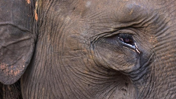 Seekor anak Gajah Sumatra (elephas maximus sumatranus) jinak berusaha menjangkau kamera fotografer di Taman Nasional Tesso Nilo, Provinsi Riau, Selasa (13/8/2019).  Kajian WWF-Indonesia menunjukkan bahwa populasi Gajah Sumatra makin memprihatinkan dalam 25 tahun terakhir karena telah kehilangan sekitar 70 persen habitatnya, dan populasinya menyusut hingga lebih dari separuh, berkisar 2.400 hingga 2.800 individu, karena habitatnya terus menyusut dan pembunuhan yang terus terjadi. ANTARA FOTO/FB Anggoro/foc.