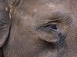 Mengenal Gajah Sumatra, Penjaga Ekosistem Alam yang Habitatnya Kian Terancam