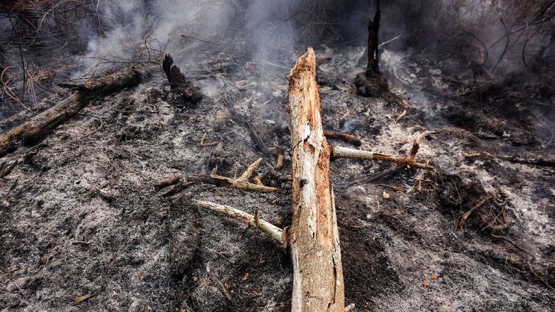 Polisi Tangkap Seorang Pelaku Dugaan Pembakaran Lahan di Riau Polisi Tangkap Seorang Pelaku Dugaan Pembakaran Lahan di Riau