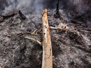 Polisi Tangkap Seorang Pelaku Dugaan Pembakaran Lahan di Riau