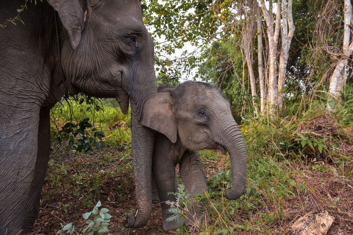 Bikin Miris! Gajah Sumatera Ini Menangis Karena Kehilangan Habitat - Foto 2