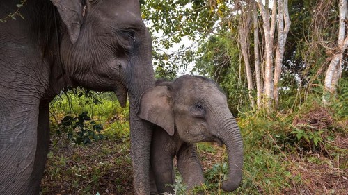 Seekor anak Gajah Sumatra (elephas maximus sumatranus) jinak berusaha menjangkau kamera fotografer di Taman Nasional Tesso Nilo, Provinsi Riau, Selasa (13/8/2019).  Kajian WWF-Indonesia menunjukkan bahwa populasi Gajah Sumatra makin memprihatinkan dalam 25 tahun terakhir karena telah kehilangan sekitar 70 persen habitatnya, dan populasinya menyusut hingga lebih dari separuh, berkisar 2.400 hingga 2.800 individu, karena habitatnya terus menyusut dan pembunuhan yang terus terjadi. ANTARA FOTO/FB Anggoro/foc.