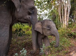 5 Fakta Tesso Nilo yang Dibela Netizen, Habitat Spesies Langka