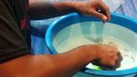 Penyelundupan Benih Lobster Rp 13 M Digagalkan, Ini Penampakannya