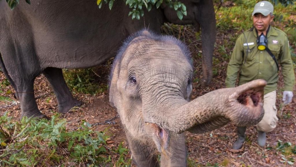 Bayi Gajah Sumatera Lahir di PLG Riau