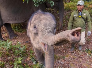 Fakta Tesso Nilo, Warisan Alam dan Rumah Bagi Gajah Sumatra