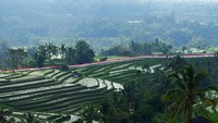 Begini penampakan bendera Merah Putih yang dikibarkan di kawasan objek wisata Jatiluwih, Tabanan, Bali, Rabu (14/8/2019).
