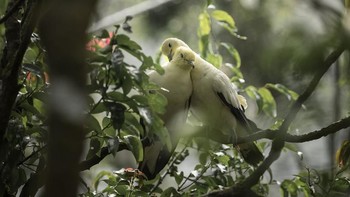 Burung merpati terkenal sebagai salah satu hewan yang sangat setia dengan pasangannya. Tak heran, burung ini kerap hadir dalam rangkaian pernikahan maupun menjadi simbol cinta dan kesetiaan. Istimewa/Agora Images/@asadsungkar via Boredpanda.