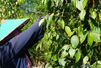 Lada, Jejak Rempah dan Kehidupan di Belitung