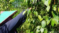 Umumnya, mayoritas petani menjadikan panen lada sebagai profesi sampingan turun temurun (Shinta Angriyana/detikcom)