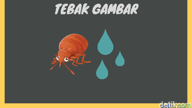 tebak gambar firdaus anwar