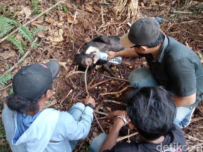 Beruang Madu Mati Kena Jerat di Hutan Senepis Riau