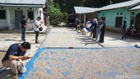 Penjemuran pun dilakukan di lapangan terbuka, umumnya di halaman rumah warga (Shinta Angriyana/detikcom)