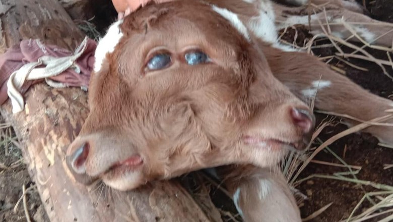 Bikin Heboh Warga, Ada Anak Sapi Bermuka 2 di Wonogiri Bikin Heboh Warga, Ada Anak Sapi Bermuka 2 di Wonogiri