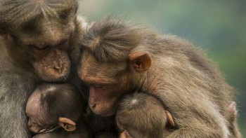 Potret kera yang tengah memeluk anaknya. Foto ini diambil di India. Istimewa/Agora Images/@light_rays via Boredpanda.