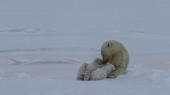 Potret seekor beruang kutub betina yang tengah menyusui dua anaknya. Istimewa/Agora Images/@uglefisk via Boredpanda.