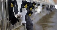 Atasi Perubahan Iklim, Daging Sapi Dilarang Dikonsumsi di Kampus Ini 