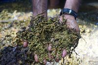 Lada, Jejak Rempah dan Kehidupan di Belitung