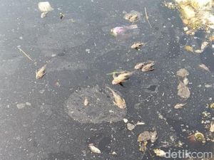 Ikan Sapu-sapu Mati di Kali Cikeas-Cileungsi, DLH Bekasi Duga Ulah Warga