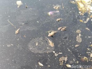 Ribuan Ikan Sapu-sapu Mati di Kali Cikeas-Cileungsi, Diduga Keracunan
