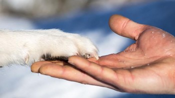Seorang fotografer mengajak serta anjing peliharaannya berkeliling benua Eropa. Ia tak lupa mengabadikan momen perjalanan keduanya. Istimewa/Agora Images/@aska2016 via Boredpanda.