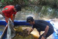 Lada, Jejak Rempah dan Kehidupan di Belitung
