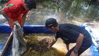 Jika sudah matang, lada direndam di wadah khusus pinggir sungai sekitar 2-3 minggu (Shinta Angriyana/detikcom)