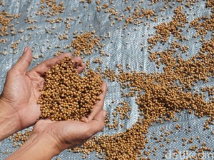 Lada, Jejak Rempah dan Kehidupan di Belitung