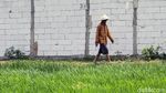 Alih Fungsi Lahan Mengancam Ribuan Sawah di Kabupaten Bekasi