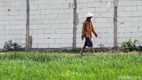 Lokasi yang cukup stragetis dan merupakan salah satu penyangga ibu kota menjadi alasan para pengembang mengubah lahan sawah menjadi hunian.
