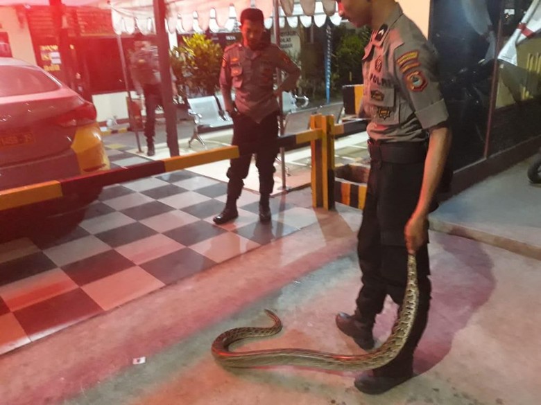 Ular Piton 3 Meter Bikin Geger Warga, Polisi Kembar Turun Tangan Ular Piton 3 Meter Bikin Geger Warga, Polisi Kembar Turun Tangan