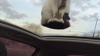 Kucing ini tidak terbang kok. Foto: Bored Panda