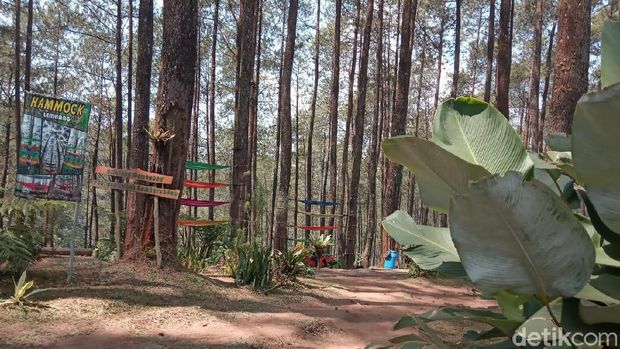 Orchid Forest, wisata kemah dan hutan pinus Pal 16, Cikole Jayagiri Resort dan Terminal Wisata Grafika Cikole