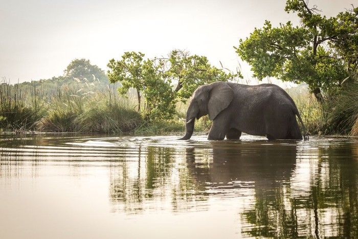 Ilustrasi gajah
