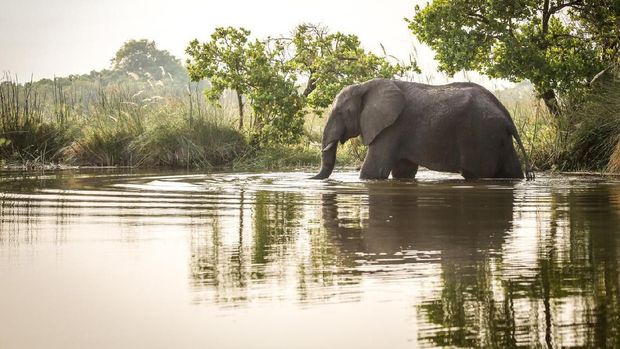 Ilustrasi gajah