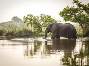 Pilu..., Gajah yang Diwarnai Pink untuk Pemotretan Model Itu Mati