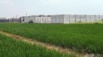 Alih Fungsi Lahan Mengancam Ribuan Sawah di Kabupaten Bekasi