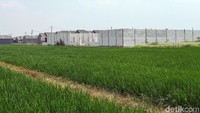 Penampakan area persawahan di Kabupaten Bekasi yang perlahan tapi pasti terancam berubah fungsi menjadi perumahan.