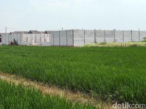 RI Kehilangan 650 Ribu Lahan Sawah, Kok Bisa?