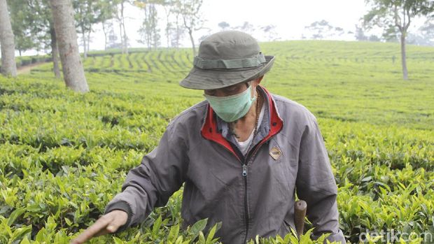 Tea Walk Sukawana