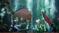 Sejumlah penyelam melakukan upacara bendera saat peringatan HUT Ke-74 Kemerdekaan RI di dalam akuarium utama Seaworld Ancol, Jakarta, Sabtu (17/8/2019). Antara Foto/Aprillio Akbar.
