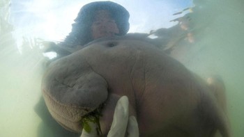 Dugong banyak diburu untuk dikonsumsi oleh manusia, mulai dari daging, kulit hingga tulangnya. Foto: Sirachai Arunrugstichai via AP, File