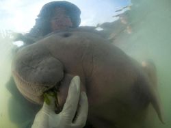 Dugong, Putri Duyung di Dunia Nyata