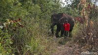 Selain itu tidak hanya jalan yang terjal yang harus dilalui,  petugas PLN pun harus melewati rintangan dari gajah liar di pegunungan tersebut.