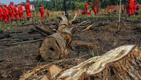 Usai melaksanakan upacara, personel Manggala Agni pun kembali bertugas melaksanakan pemadaman dilahan gambut yang masih menyisakan bara api tersebut. Antara Foto/Rony Muharrman.